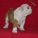 english bulldog puppy